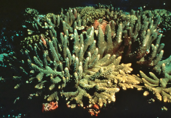  Porites compressa (Finger Coral)